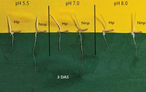 Changes in fresh weight of shoots and roots under different treatments