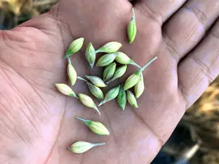 Control Barley
