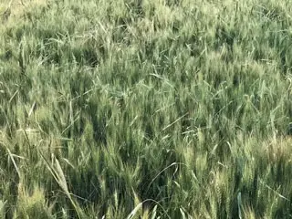 Control Barley