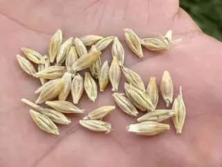 Novaland Barley create 25% more yield