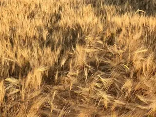 Novaland Barley harvests 35 days earlier