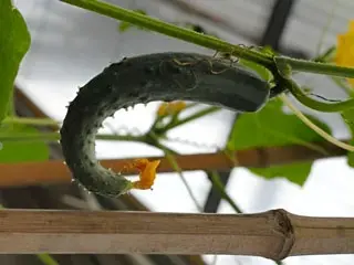 Control Cucumbers Growth at 15th days
