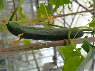 Novaland Cucumbers Growth at 15th days