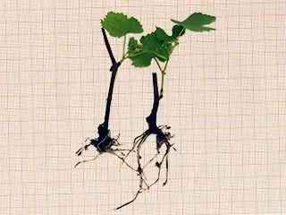 Control Grapes