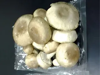 Novaland Mushrooms