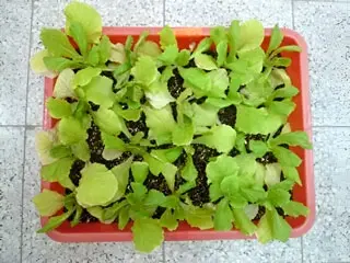 Control Salad