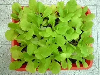 Novaland Salad