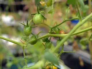 Control Tomatoes Growth at 21st days