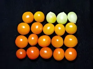 Control Tomatoes Growth at 21st days