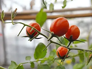 Novaland Tomatoes Growth at 21st days