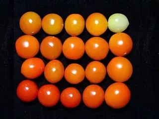 Novaland Tomatoes Growth at 21st days