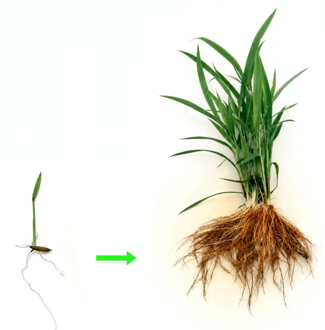 Changes in dry weight of shoots and roots under different treatments